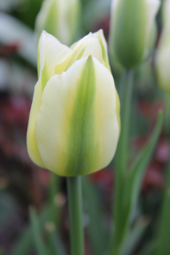 Buy Tulip Bulbs | Tulipa Spring Green | Gold Medal winning Harts Nursery.